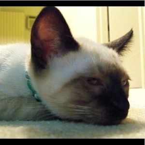 Meet your Posher, April